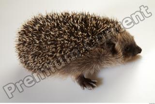 Hedgehog - Erinaceus europaeus  0016
